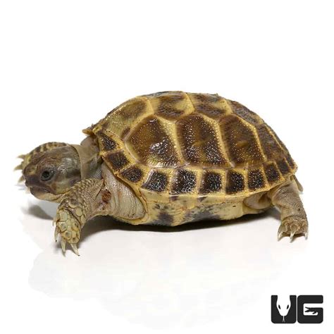 do NOT contact me with unsolicited services or. . Russian tortoise for sale craigslist